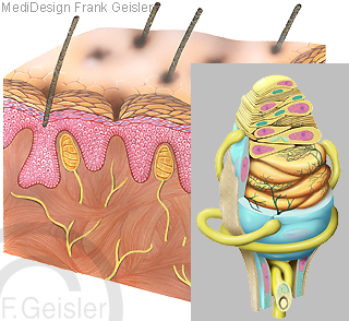 Physiologie Tastsinn Haut mit Tastkörperchen Nerven