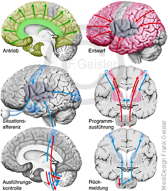 Physiologie des Menschen, integrative Leistungen ZNS Gehirn