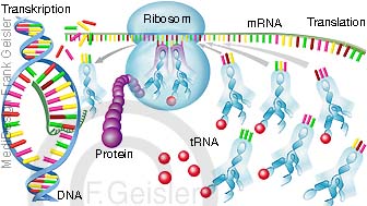 Proteinbiosynthese Eiweißsynthese Protein Eiweiß und DNA Transkription Translation