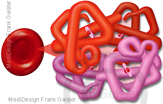 Rote Blutzelle Erythrozyt mit Blutfarbstoff Hämoglobin