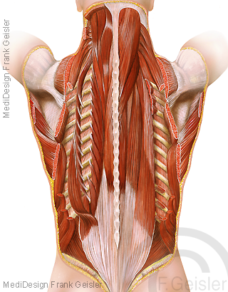 Rücken mit Rückenmuskeln Rückenmuskulatur, tiefe Muskeln
