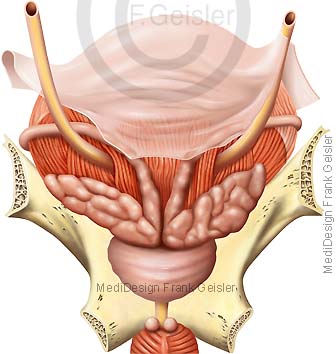 Anatomie Blase Harnblase mit Samenblase und Prostata