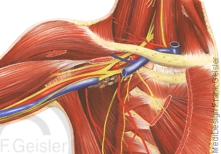 Anatomie Schulter mit Muskulatur Muskeln und Weichteile der Achselhöhle