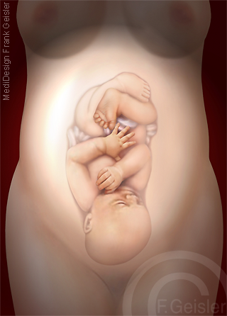 Schwangere, Schwangerschaft Fetus Foetus im Bauch der Frau