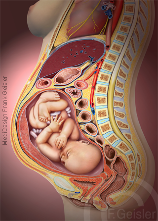 Schwangerschaft, Organe im Körper der Frau mit Fetus Fötus