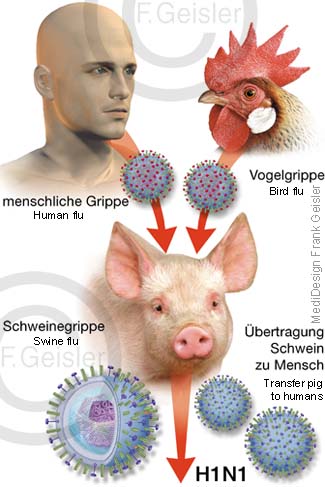 Grippevirus Virusübertragung Mensch Schwein, Schweinegrippe durch Influenza-A-Virus H1N1