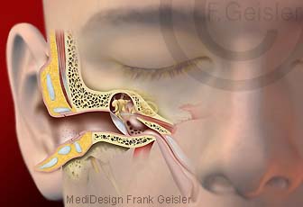 Gehör, Sinnerorgan Hörorgan Ohr des Menschen
