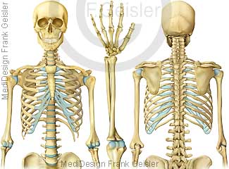 Anatomie Skelett, obere Gliedmaßen Extremitäten Arm Hand des Menschen
