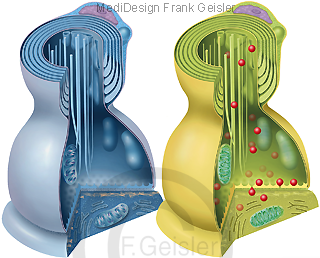 Synapse passiv aktiv, Endkopf von Neurit, Kontakt zu Nervenzelle Neuron