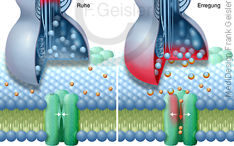 Physiologie Synapse in Ruhe und Erregung, Synapse auf Zellmembran mit Natriumkanal