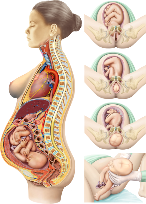 Titel Wissen aus Gesundheit und Medizin, Schwangerschaft und Geburt