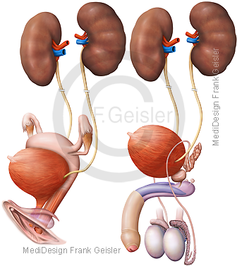Anatomie Organe Urogenitaltrakt Urogenitalsystem Urogenitalorgane von Frau und Mann