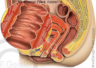 Organe Geschlechtsorgane der Frau, Vagina mit Klitoris, Uterus mit G-Punkt