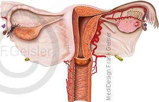 Organe der Frau, Scheide Vagina Gebärmutter Uterus Eierstock Ovar