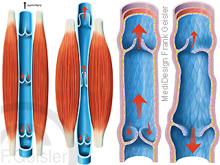 Vene mit Muskel-Venen-Pumpe und Venenklappen
