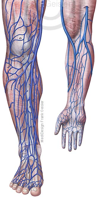 Anatomie Blutgefäße des Menschen, oberflächliche Venen an Bein und Arm