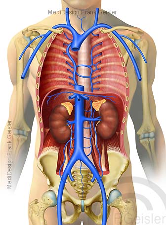 Anatomie obere untere Venen des Menschen, Lage Hohlvene Vena cava im Brustraum und Bauchraum