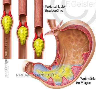 Physiologie Motorik Verdauungsmotorik Peristaltik Verdauung in Speiseröhre und Magen
