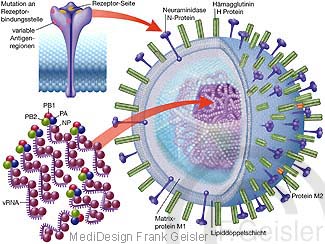 Virusgrippe Influenza, Virusinfektion durch Influenza-A-Virus