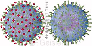 Neuraminidase und Neuraminidase-Hemmer bei Virus Influenzavirus