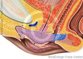 Vulva mit Klitoris und Schwellkörper Schwellgewebe sowie weibliche Prostata Prostata feminina