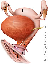 Vulva mit Klitoris Vagina und Uterus der Frau