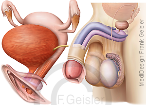 Anatomie weibliche Scham, äußere und innere Geschlechtsorgane der Frau; Geschlechtsorgane beim Mann