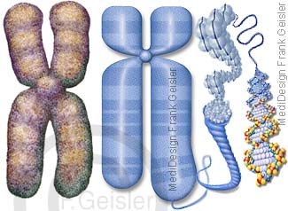 Chromosom, X-Chromosom mit DNA DNS Doppelhelix Strang