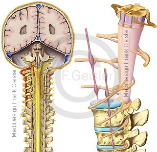 ZNS Hirnstamm, Wirbelsäule Columna vertebralis und Rückenmark Medulla spinalis