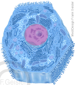 Zellbiologie Zelle, Leberzelle Hepatozyt der Leber mit Zellorganelle