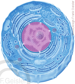 Zytologie Zelle Plasmazelle mit Zellkern Zellorganelle