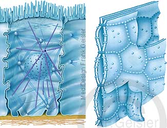 Anatomie Zelle, Zellwand Zellmembran mit Zytoskelett