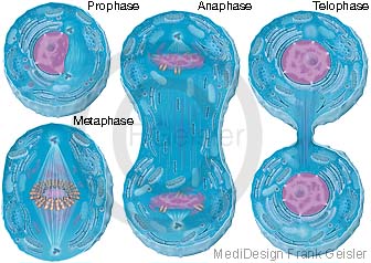 Physiologie Zellteilung Mitose der Zelle, Prophase, Metaphase, Anaphase und Telophase mit Kernteilung