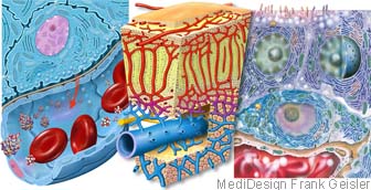 Hormone hormonbildende Zellen, Beta-Zellen Bauchspeicheldrüse Pankreas, Rinde der Nebenniere und C-Zelle Schilddrüse