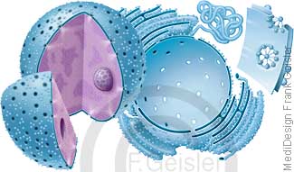 Zellkern Nucleus Nucleolus mit Kernhülle und ER