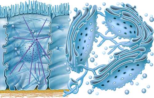 Aufbau der Zelle, Zytologie Zellbiologie Zellenlehre der Zelle von Frank Geisler