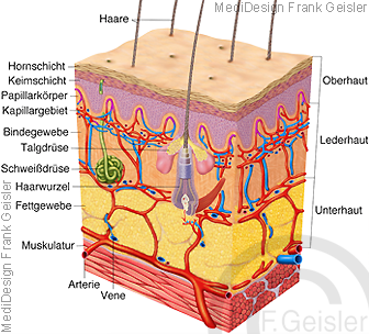 Anatomie Hautschichten Haut Derma Cutis mit Haar