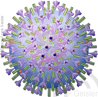 Infektion Virusinfektion Coronavirus CoV-2, Corona-Infektion Severe-Acute-Respiratory-Syndrome durch Corona Virus 2