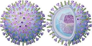 Corona Coronavirus CoV-2 Virus COVID-19