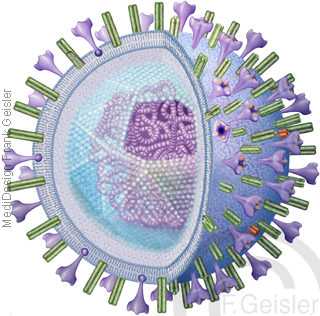 DNA DNS mit RNA des Coronavirus CoV-2, Corona Virusinfektion Severe Acute Respiratory Syndrome durch Corona-Virus 2