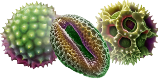 Pollen Gräserpollen Blütenpollen Pflanzenpollen sind Auslöser Allergie Pollenallergie