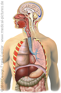 Anatomie Des Menschen Organsysteme Physiologie