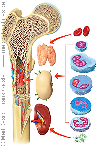 Anatomie Histologie Mensch, Blut Blutbildung Blutbildungsorgane des Menschen von Frank Geisler