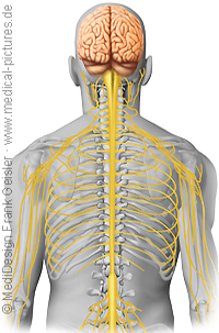 Anatomie Mensch, Nerven Nervensystem Zentralnervensystem ZNS des Menschen von Frank Geisler