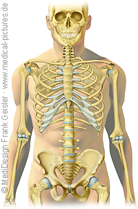 Anatomie Knochen des Menschen, menschliches Skelett Skelettsystem von Frank Geisler