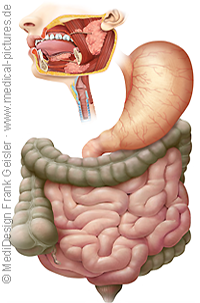Anatomie Mensch, Verdauung Verdauungssystem Gastrointestinaltrakt Verdauungstrakt des Menschen von Frank Geisler